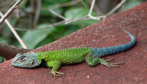 Green Boy